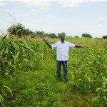 A man shows that crops grow high in an area that has used conservation farming, and low in an area that has not.