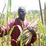 Oumar Niasse with samples of different varieties of millet.