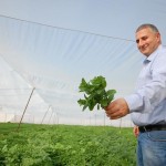 Palestinian herb farmer Imad Nussiebeh 