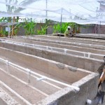 The on-site aquaponics unit at the Metcalf Juvenile Remand Center. 