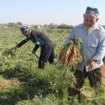 Increased Water Supply Enables Successful Harvests