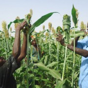 Hamidou Ly, right, and son Mamadou work in their sorghum field cultivated with conservation farming techniques. They are wrappin