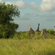 Giraffes inside the Saadani National Park, Tanzania