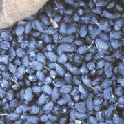 Newly harvested olives. The sooner the olives are pressed into oil, the lower the acidity and the better the quality of the oil.