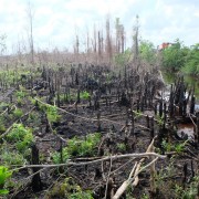 Fire destruction on peatlands