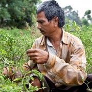 Ram Prasad Chaudhary carefully selects and picks chili in his field.