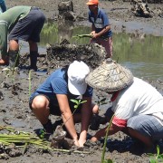 Mangrove planting in Zamboanga Sibugay in Mindanao.