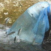 Farmers have created an artificial stream of water for trout babies to fulfill their natural instincts of swimming upstream. The