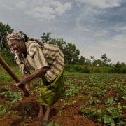 USAID helps small-scale farmers and business people in Kenya acquire the skills, technology, loans, and market connections they 