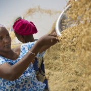 Bineta Dioum Bam, the president of a local women’s group, winnows rice – a main staple in Senegal – in a newly irrigated perimeter in the country’s north. 