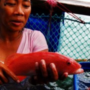 An adult Leopard Coral Trout (Plectropomus leopardus)