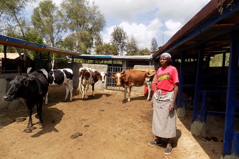 Elizabeth Wangui stands next to her cows in her newly built animal shelter.