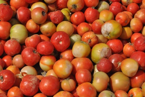 Garden tomatoes