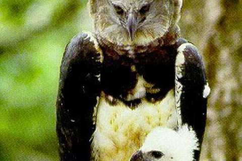 The Harpy Eagle, a majestic bird of prey, is Panama’s National Bird. 