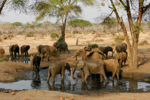 Elephants in the Okavango Delta