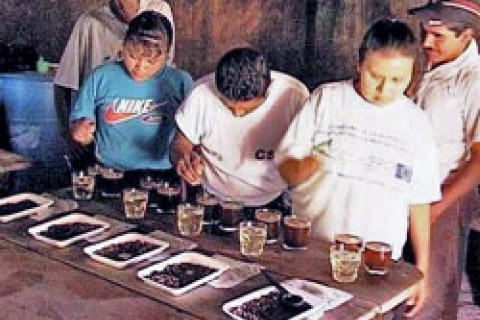 Cuppers from Las Carpas, Nicaragua, learn their trade. 