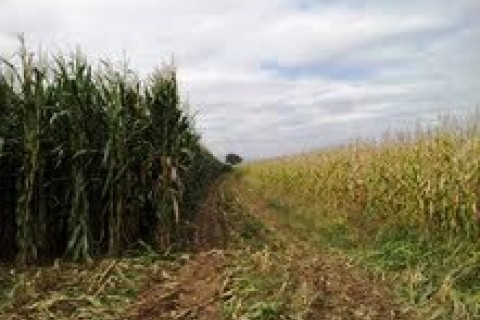 feed corn grown with drip irrigation